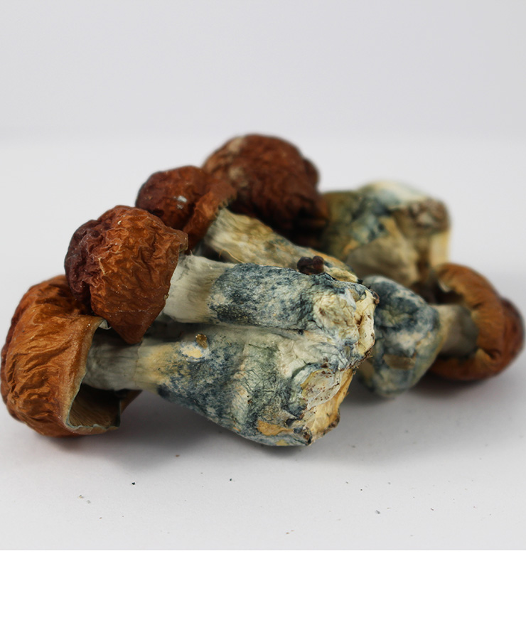 Source photograph: Blue Meanie