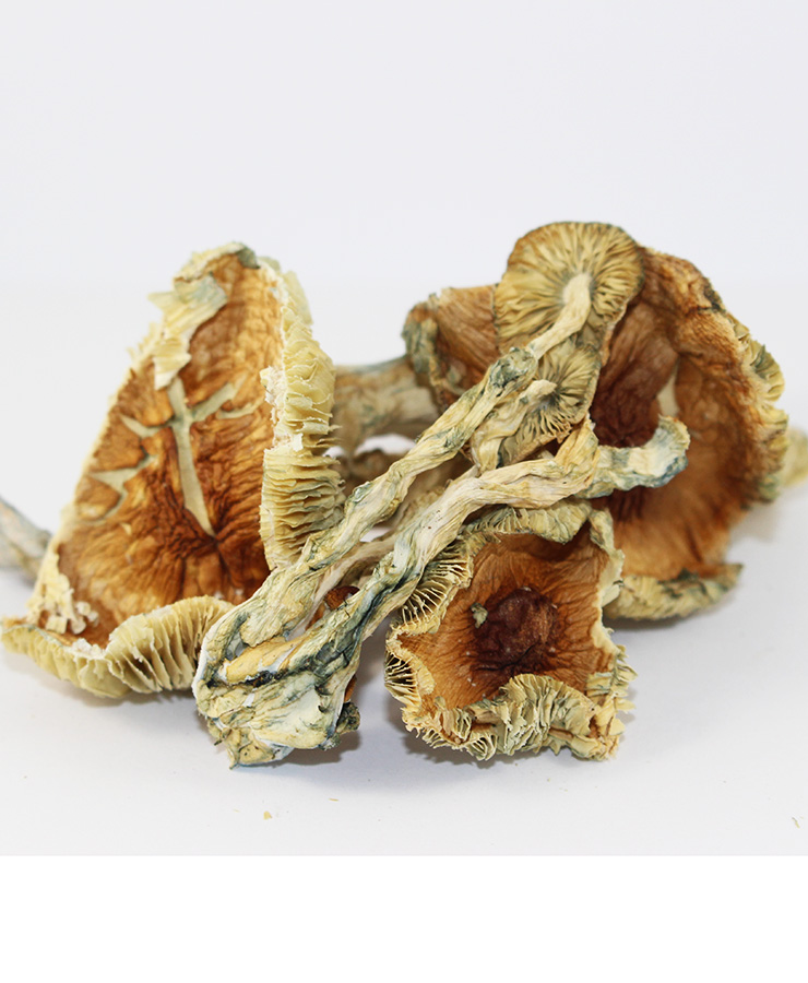 golden-teacher-shroom
