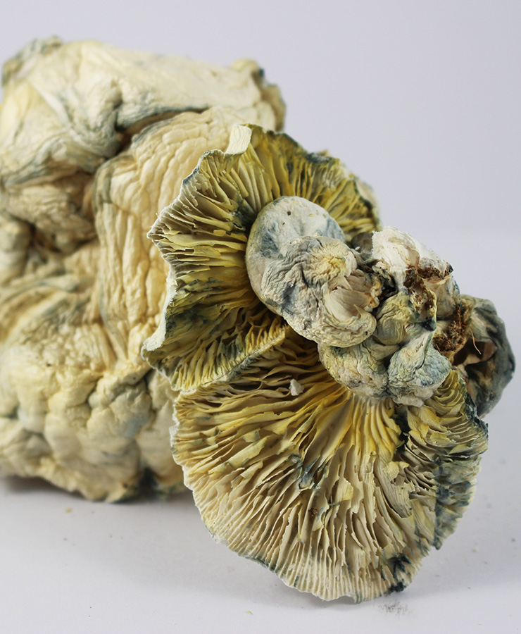 albino-zilla-shroom